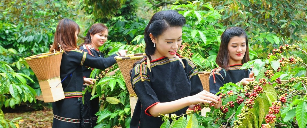 Плантация кофе во Вьетнаме