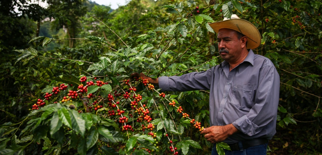 Плантация кофе Марагоджип Мексика